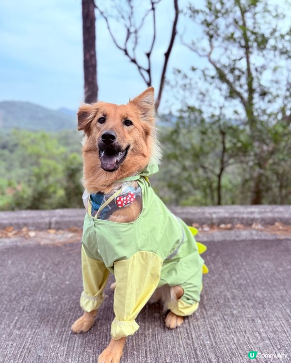 行山放狗，呢度超正！🐶🌲