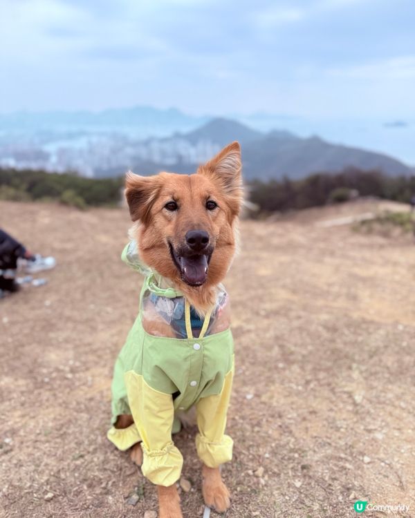 行山放狗，呢度超正！🐶🌲