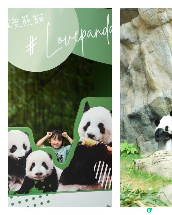 ՞•･•՞🐾 海洋公園大熊貓生日大派對
