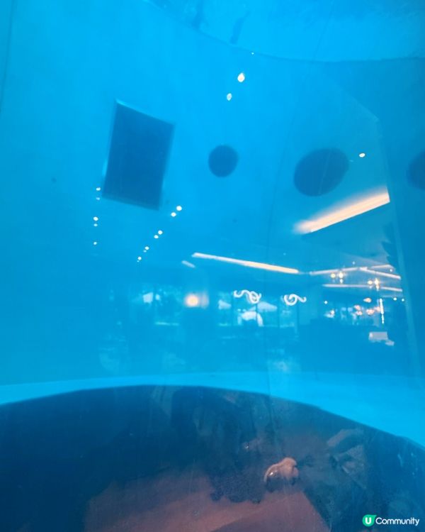 🤿潛立方📸🥄共構餐廳「SIZZO」🥣