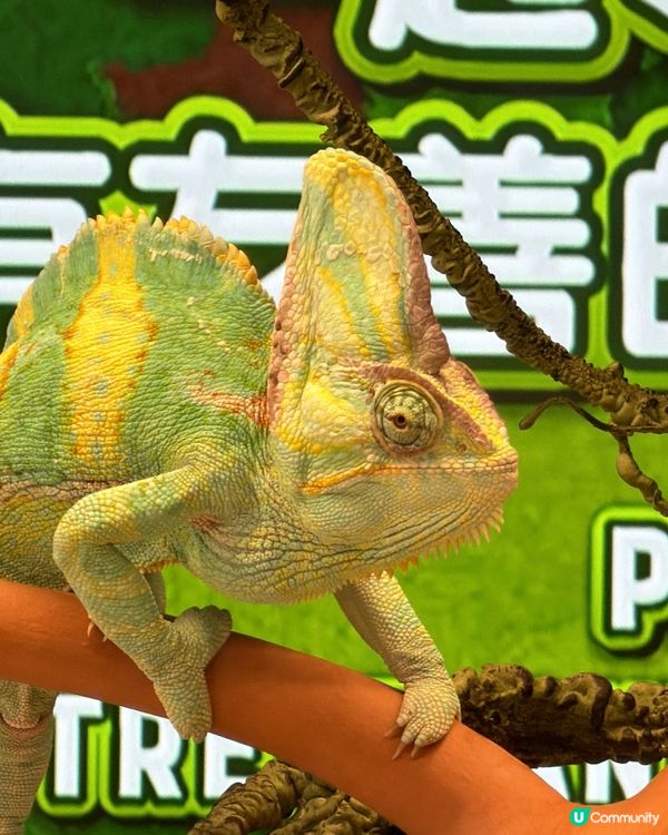 暑期親子活動 | 尋找現代小恐龍🦕✨