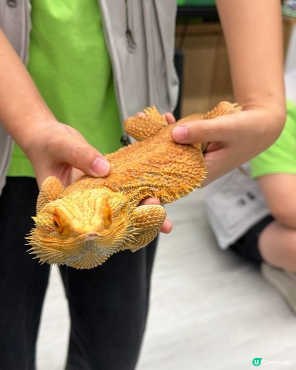 暑期親子活動 | 尋找現代小恐龍🦕✨