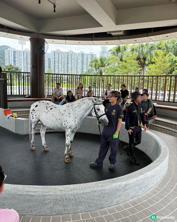 HkJC - 小馬大本營🫡🐎