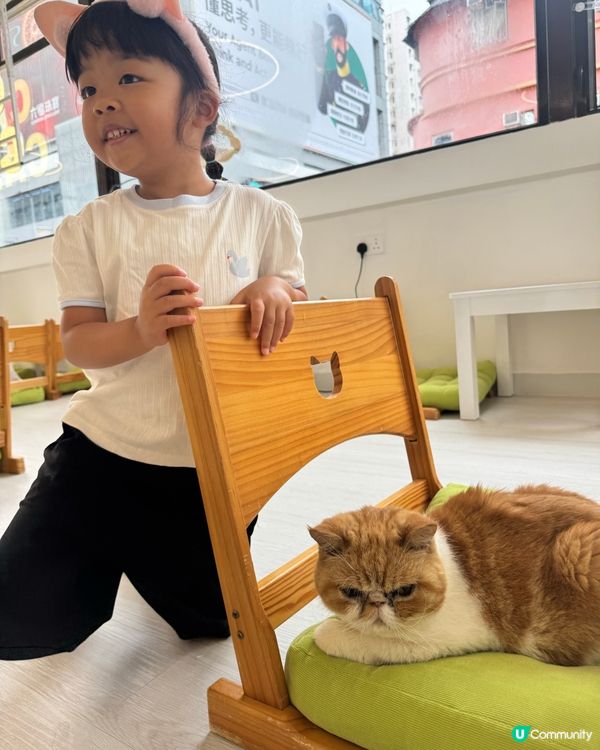 放假去吸貓！🐈💨 荃灣貓之茶房