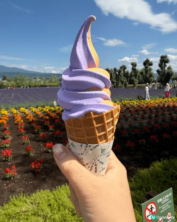 🌸富良野｜富田農場Farm Tomita。