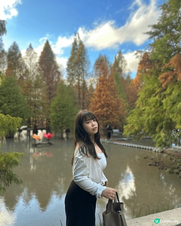 睇返台灣啲相，原來冇post過落羽松🌲