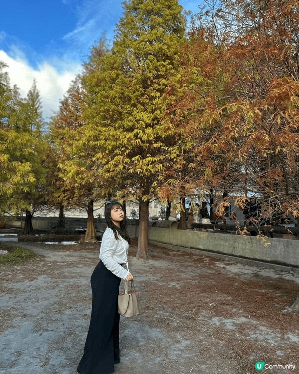 睇返台灣啲相，原來冇post過落羽松🌲