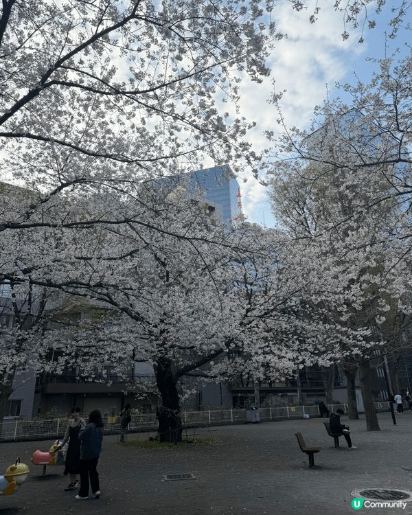 今年三月同屋企人去日本東京睇櫻花，衣度係上野公園，全個公園都...