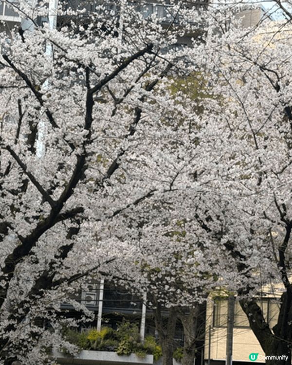 今年三月同屋企人去日本東京睇櫻花，衣度係上野公園，全個公園都...
