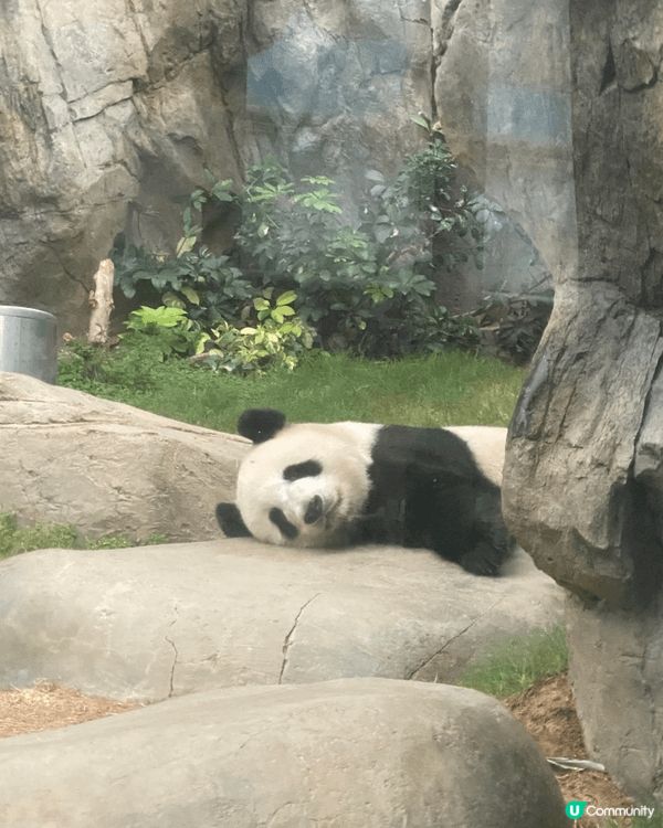 第一二張係海洋公園影，係媽媽盈盈休息的樣子同係熊貓館隔籬餐廳...
