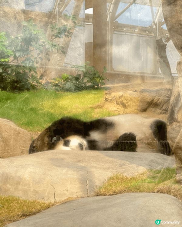 海洋公園玩