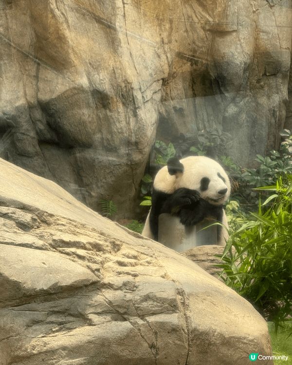 海洋公園熊貓bb2歲啦，快d去同佢地慶祝啦，同場仲有其他小動...