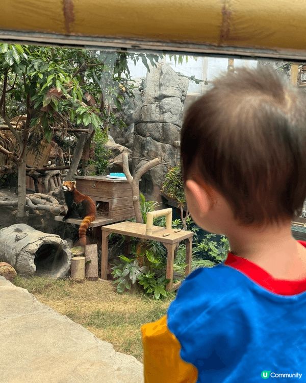 海洋公園熊貓bb2歲啦，快d去同佢地慶祝啦，同場仲有其他小動...