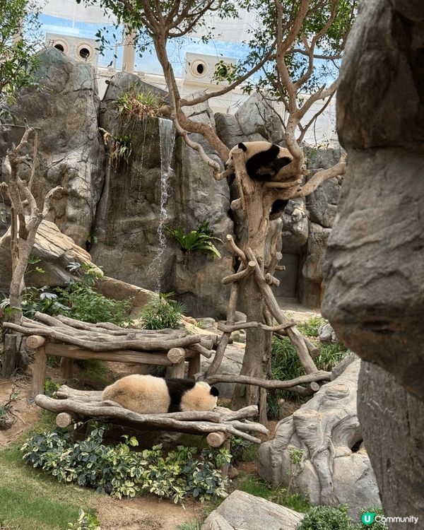 海洋公園熊貓bb2歲啦，快d去同佢地慶祝啦，同場仲有其他小動...