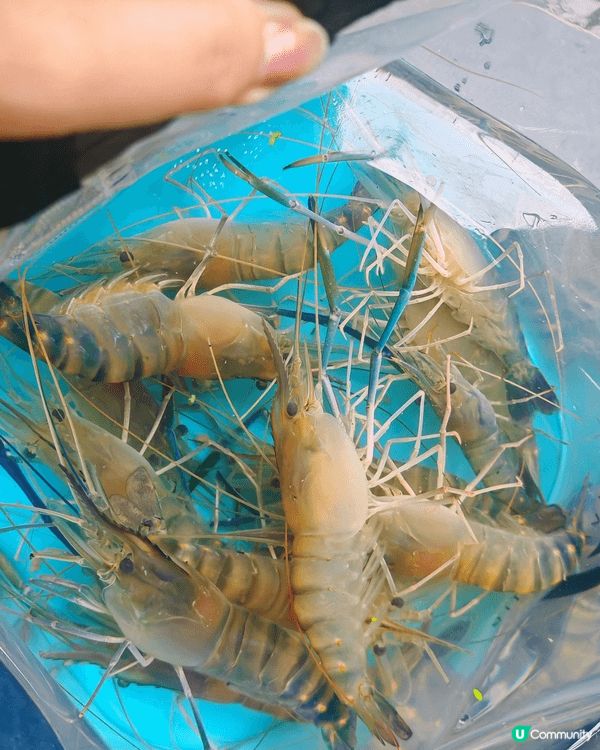 地點係深圳福田華強北室內釣蝦場，圖中見到生猛原隻大頭蝦，親手...