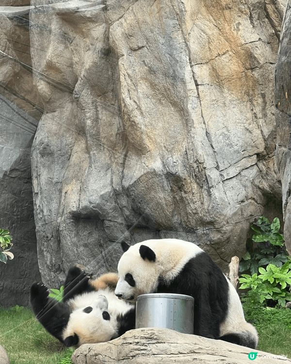 海洋公園見到可愛熊貓嘅互動