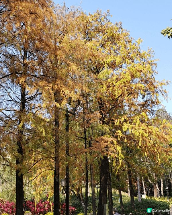 1)青衣公園紅葉美景 2)荔枝角瓊林街83號  3) 長沙灣...