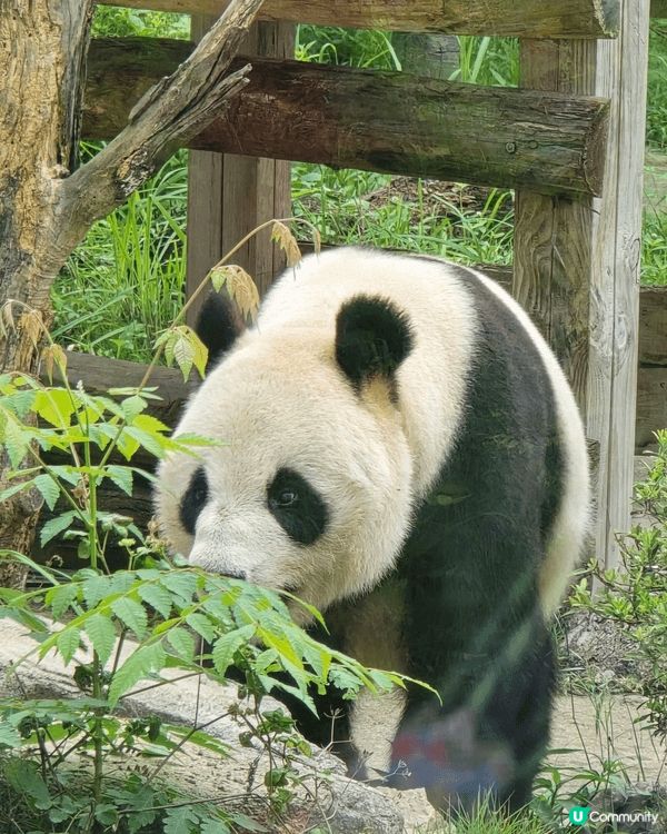 湖南鳳凰中華大熊貓苑,多隻大熊貓註場,珍貴又得意，門口的記念...