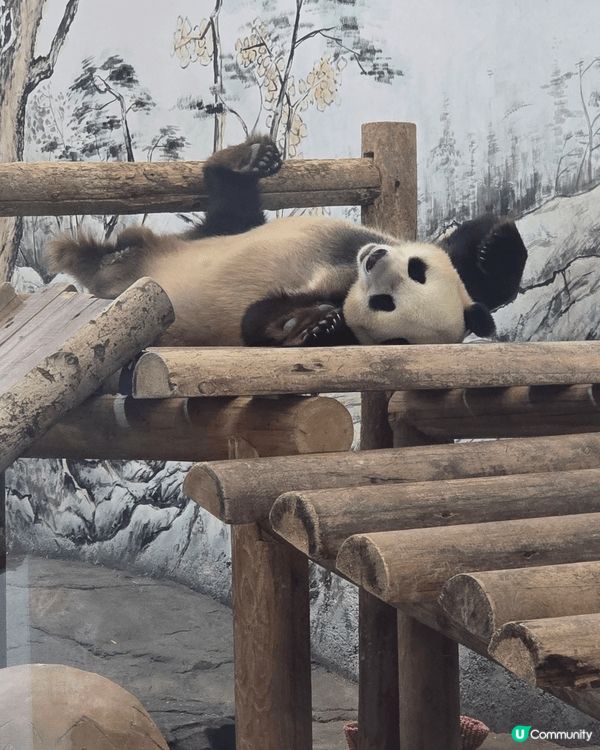 湖南鳳凰中華大熊貓苑,多隻大熊貓註場,珍貴又得意，門口的記念...