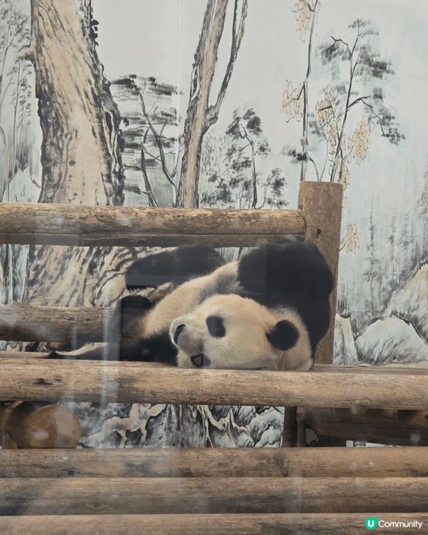 湖南鳳凰中華大熊貓苑,多隻大熊貓註場,珍貴又得意，門口的記念...
