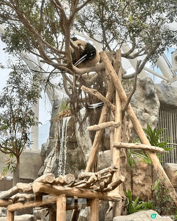我同囡囡最近去咗海洋公園，真係開心到爆燈！一入去就即刻去睇熊...