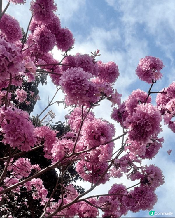 這是在深圳拍的風車和粉紫色花朵，配上藍天白雲綠樹，很有夏天感...