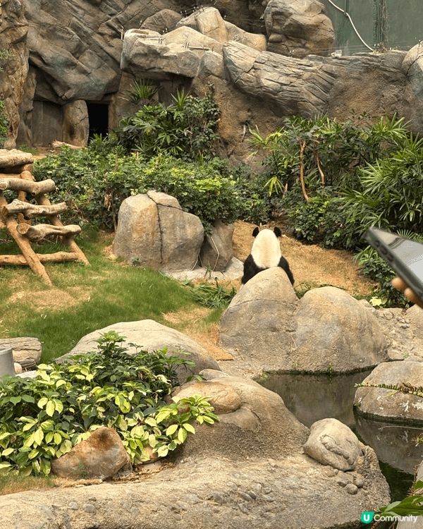 呢張相係喺海洋公園熊貓館影嘅。館內環境寬敞舒服，好似一幅大自...