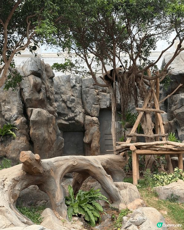 呢張相係喺海洋公園熊貓館影嘅。館內環境寬敞舒服，好似一幅大自...