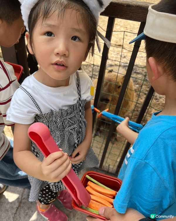 地點：清遠長隆長頸鹿酒店