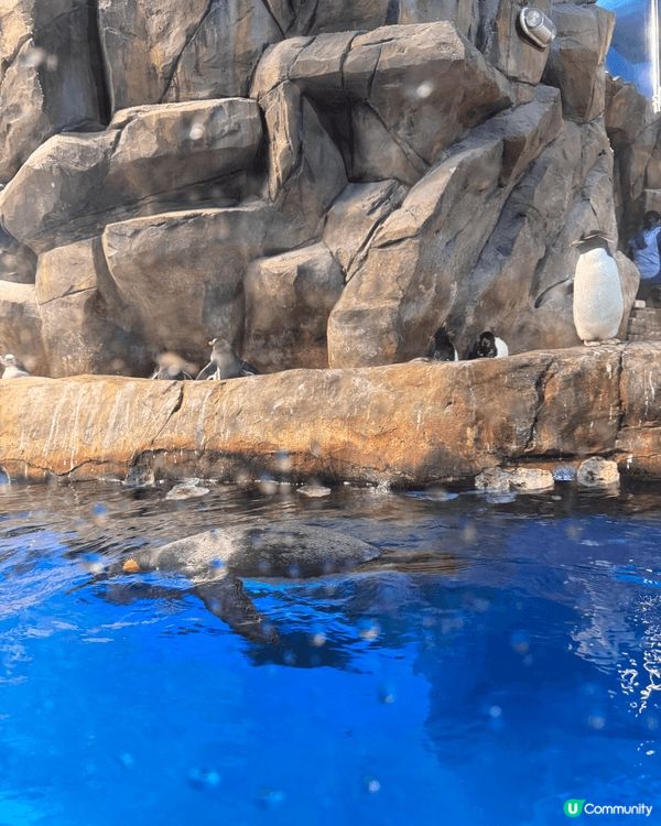 夏天嘅海洋公園，雖然好熱，但係都好好玩，仲可以睇企鵝、鯊魚涼...