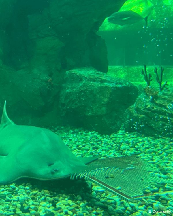 夏天嘅海洋公園，雖然好熱，但係都好好玩，仲可以睇企鵝、鯊魚涼...