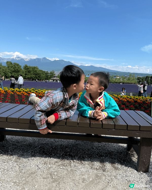 🌸富良野｜富田農場Farm Tomita。