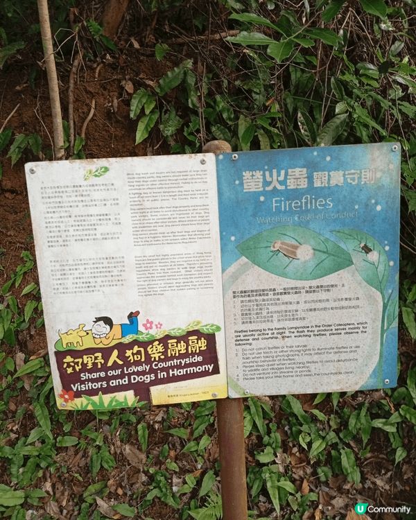 天氣好大埔行下親親大自然，松仔園仲有機會睇到螢火蟲架。