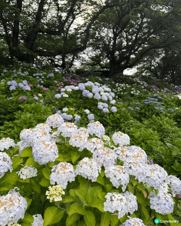 趁著初夏、繡球花盛開，是賞花的好日子，順道參觀有著「東京地下...