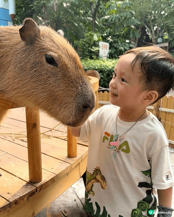 爸爸放假，family’s day trip去深圳野生動物園...