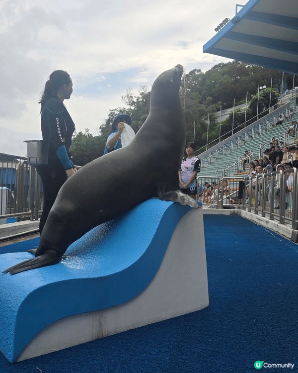 海洋公園係我細個最鍾意去既地方，依家做左媽媽都想小朋友過黎認...