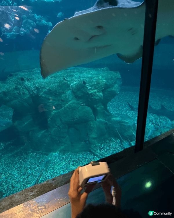 海洋公園去多幾次都唔悶；因為有好多各弍各樣海洋生物及各種動物...