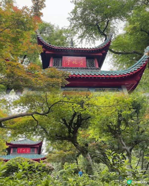 🌞 六月盛夏，我走上岳麓山，沿途樹蔭濃密，微風夾雜蟬鳴，帶來...
