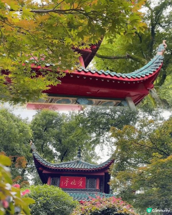 🌞 六月盛夏，我走上岳麓山，沿途樹蔭濃密，微風夾雜蟬鳴，帶來...