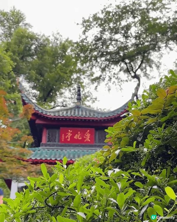 🌞 六月盛夏，我走上岳麓山，沿途樹蔭濃密，微風夾雜蟬鳴，帶來...