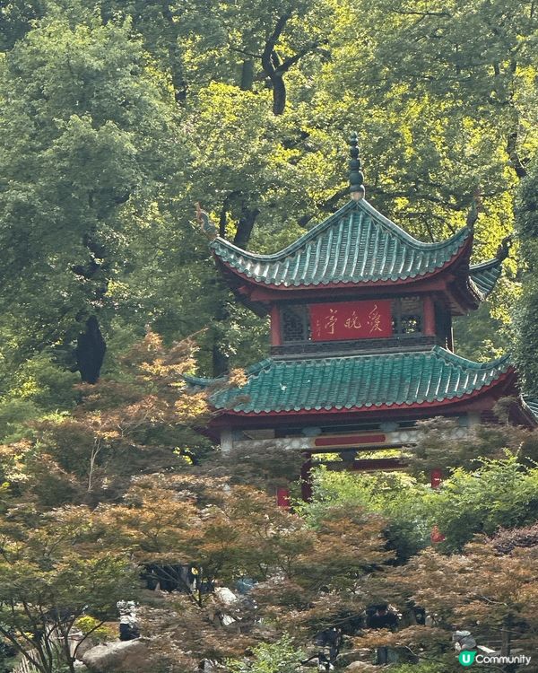 🌞 六月盛夏，我走上岳麓山，沿途樹蔭濃密，微風夾雜蟬鳴，帶來...