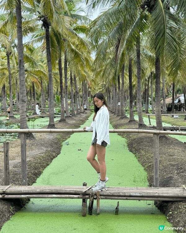 📍清邁椰林集市coconut market 🌴