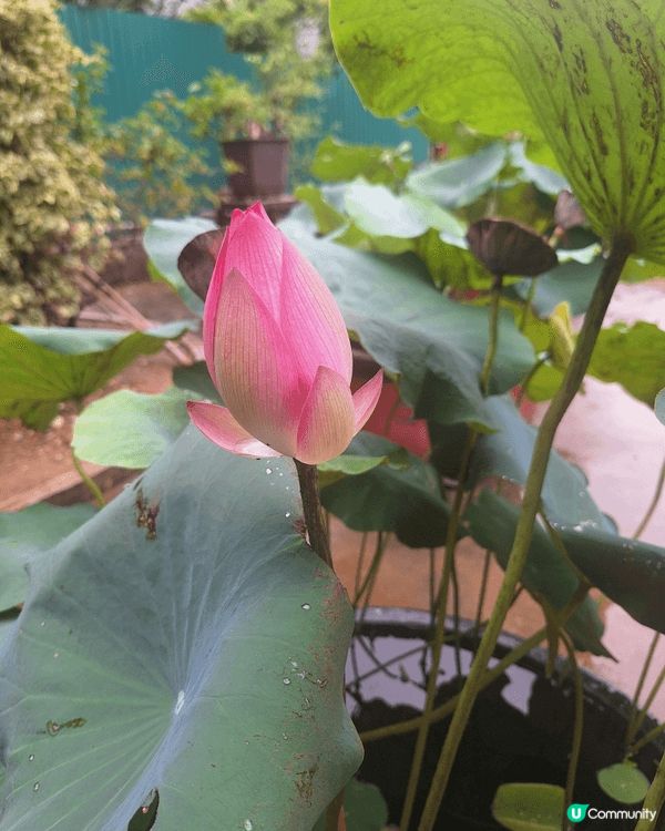 好靚嘅荷花