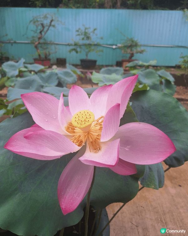 好靚嘅荷花