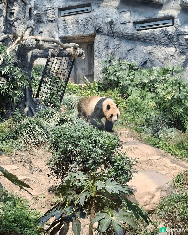 澳門📍生態 | 石排灣🐼免費睇熊貓！