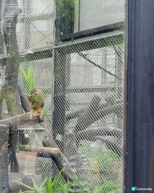 澳門📍生態 | 石排灣🐼免費睇熊貓！