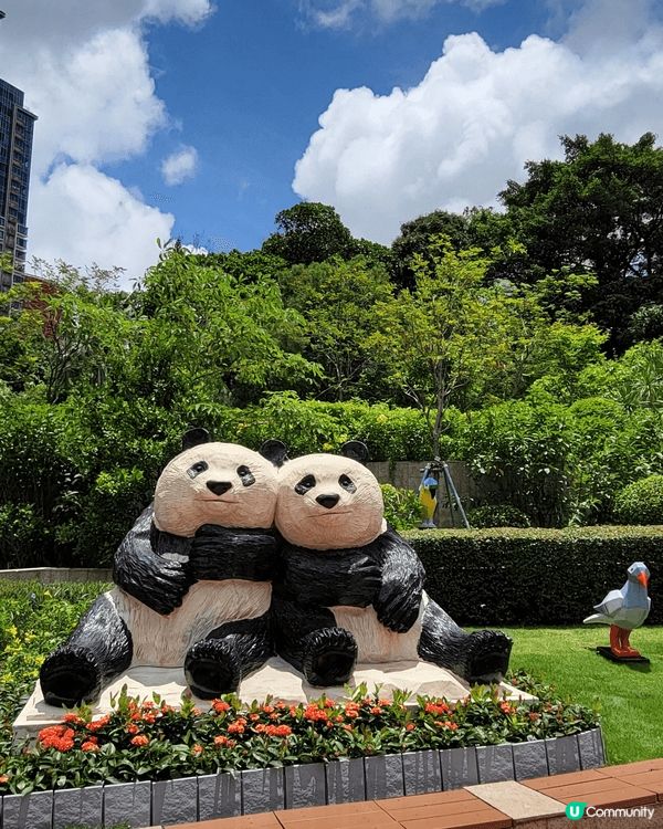 澳門📍生態 | 石排灣🐼免費睇熊貓！