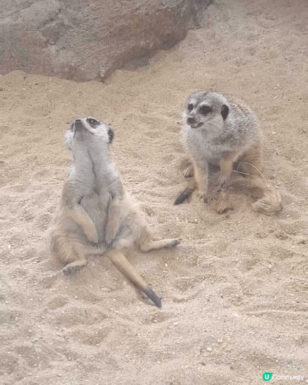 海洋公園小狐獴，每次去都要睇佢哋好耐