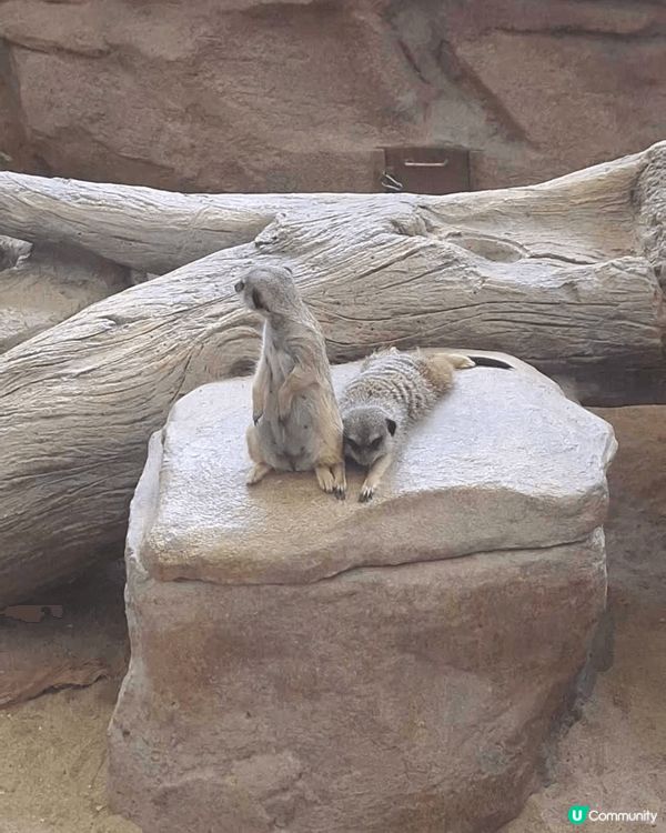 海洋公園小狐獴，每次去都要睇佢哋好耐