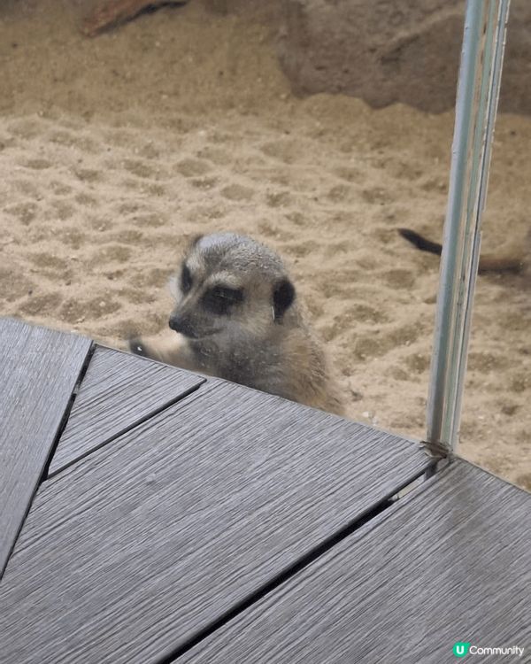 海洋公園小狐獴，每次去都要睇佢哋好耐